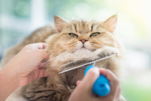 Pet Grooming at Home | Dog & Cat Grooming Calm at-home cat grooming session by PetShine