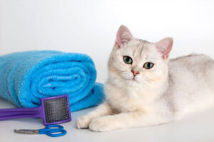 Pet Grooming at Home | Dog & Cat Grooming Cat groomed calmly at home
