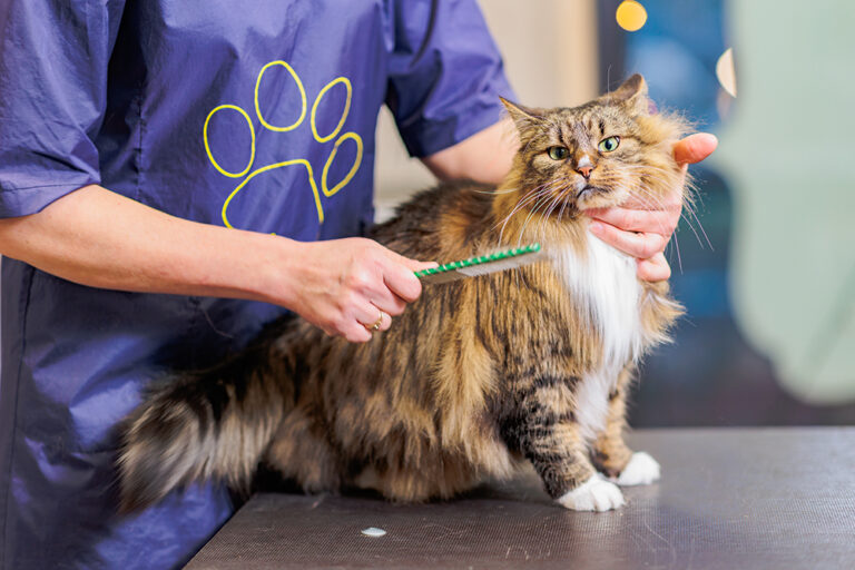Picture of Pet Grooming Near Me | At-Home Dog & Cat Grooming Service